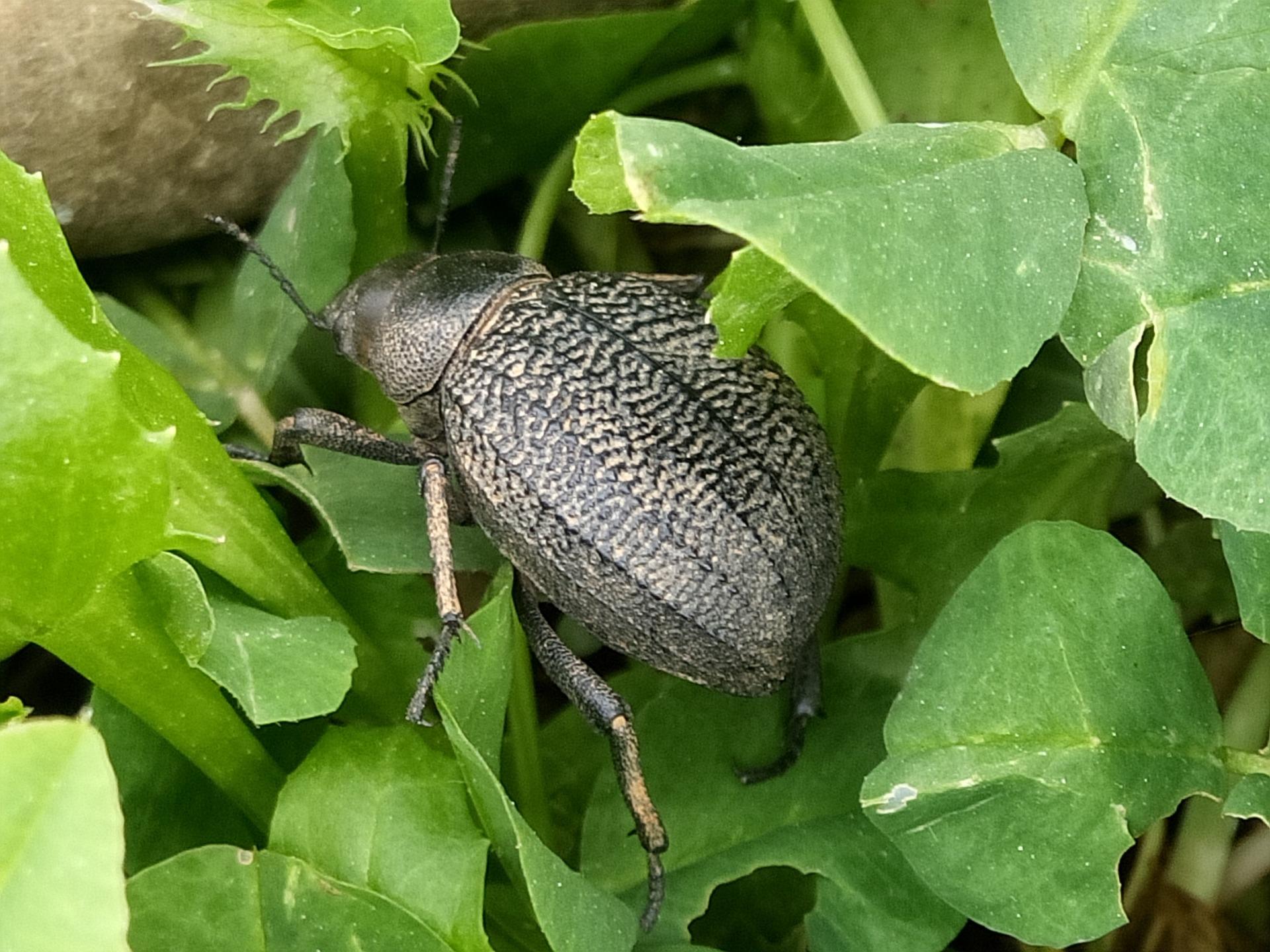 Beetle 2112501 1920